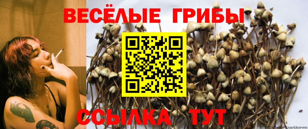 Псилоцибиновые грибы Cubensis Ипатово